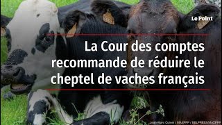 La Cour des comptes recommande de réduire le cheptel de vaches français