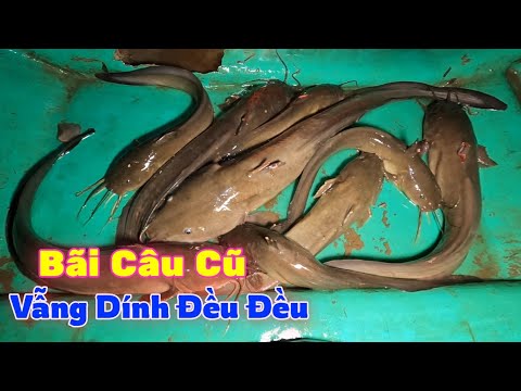 Video Nghề Câu Giăng Cá Ngát An Nhàn Trên Sông Nước Cần Giờ... - youtube
