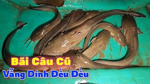 Nghề Câu Giăng Cá Ngát An Nhàn Trên Sông Nước Cần Giờ | Gia Đình Cần Giờ .145 |