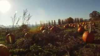 Pumpkin Patch Day