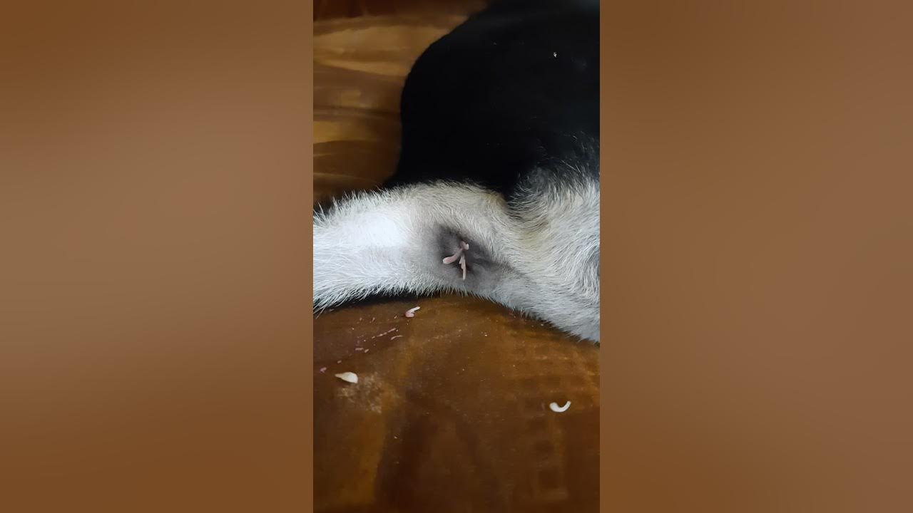 tapeworms-crawling-out-of-dog-s-anus-youtube