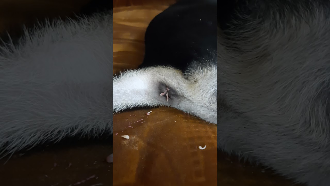 Tapeworms Crawling Out Of Dog s Anus YouTube Tapeworms Crawling Out Of Dog s Anus YouTube