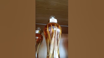 Rượu cá ngựa siêu to