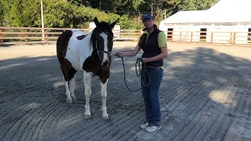 Showmanship tip- pivoting