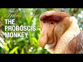 True Facts: Proboscis Monkey