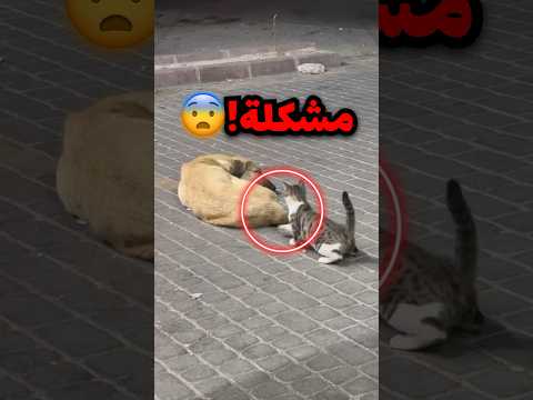 صور بسة تدور مشكلة مع كلب نايم بدون سبب وهذا اللي صار 