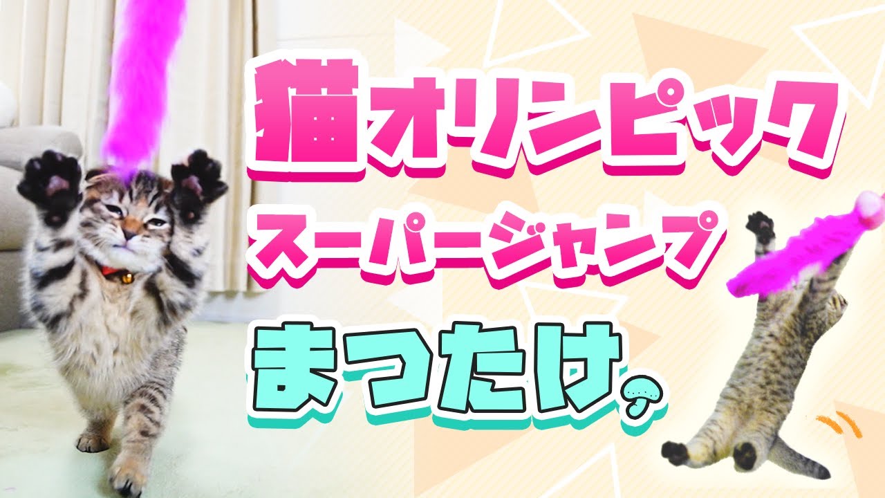生後3ヶ月の子猫のジャンプがスゴイのでオリンピックを目指しますw
