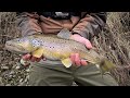 Fishing switzerland thur river trout brown trout