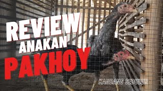 Review anakan pakhoy (@KandangSedulur)