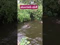 jali swimming well #shivu #yoga #yogawithshiva