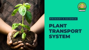 Science Nuggets - Plant Transport System