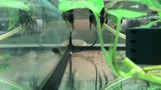 Lemur Leaf Frog Tadpoles