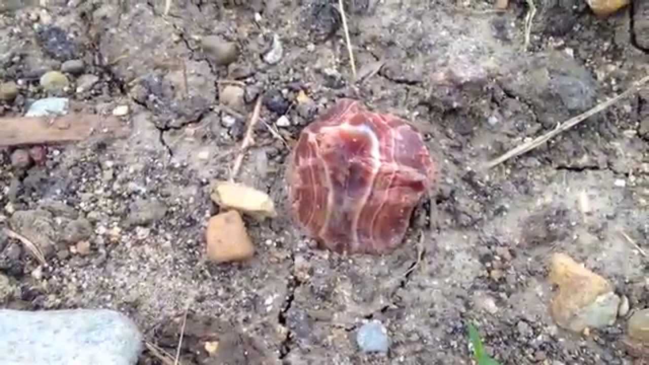Agate hunting tips