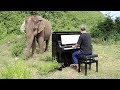 Τυφλός ελέφαντας «χορεύει» με την μουσική από το πιάνο