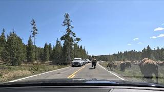 Yellowstone Spring 2024 - Day 1 - Bison Blockage