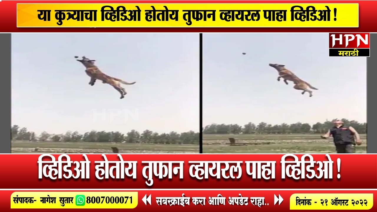या कुत्र्याचा व्हिडिओ होतोय तुफान व्हायरल पाहा व्हिडिओ। Dog high jump