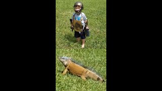 William and the Dragon! HUGE Iguana! #SHORTS