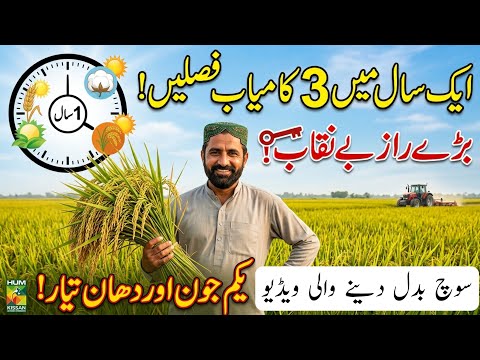 جون کے شروع میں ہی دھان کی فصل تیار ، ایک سال میں 3 کامیاب فصلیں کیسے کاشت ہوتی ؟ #farming
