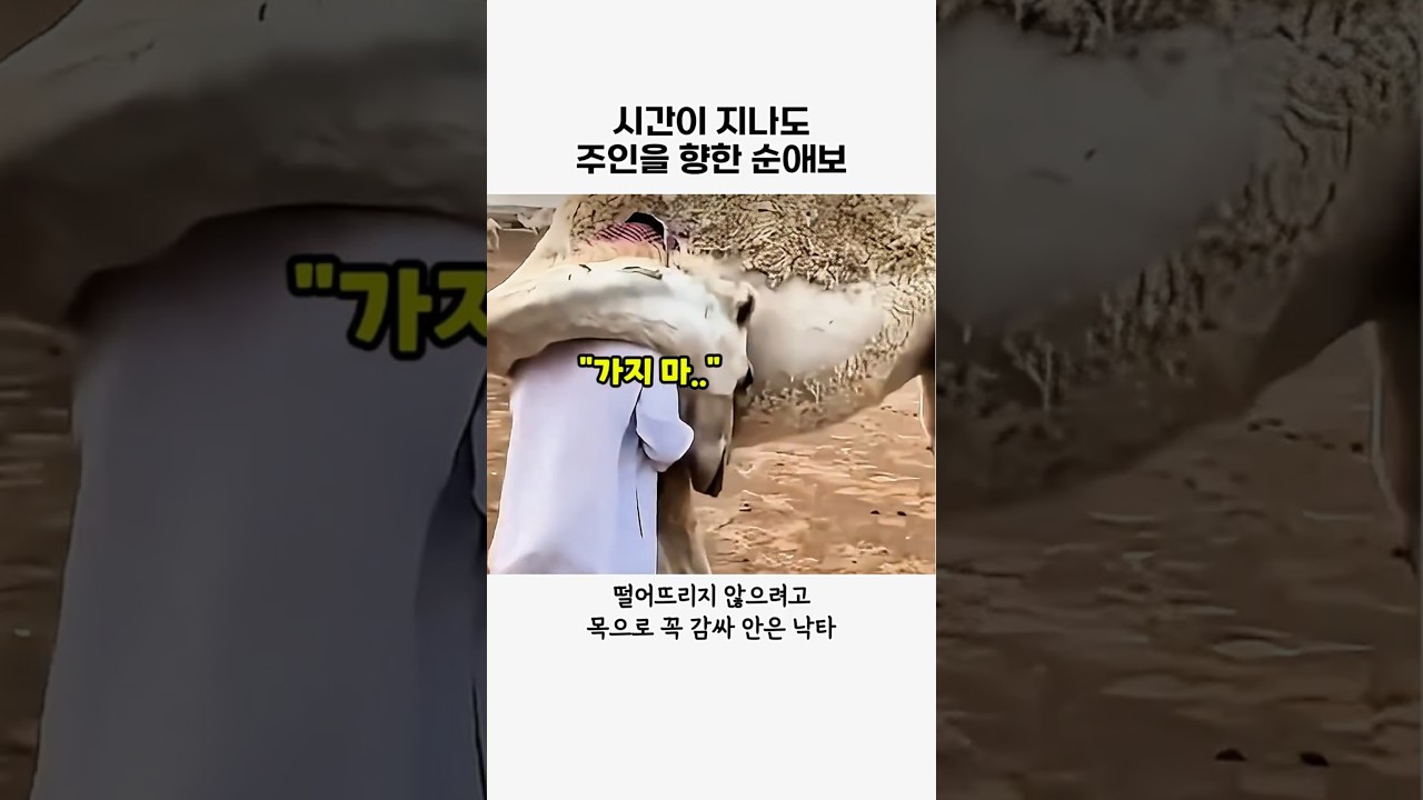 오랜만에 주인을 본 동물들 #동물#사자#낙타#감동#animal#힐링 썸네일