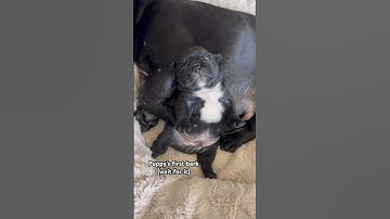 Puppy’s first bark took us all by surprise - Frenchie puppies crying #shorts #puppies