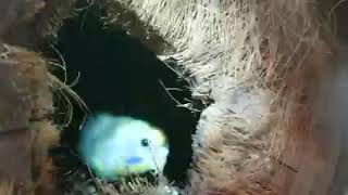 Bajiri Bajiri Birds Bajiri Gard Birds Bajiri Gar Animal World Love Birds