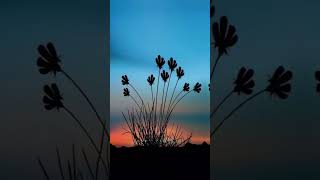 Wallpaper's Edit's #wallpaper #edit #shorts #shortsfeed