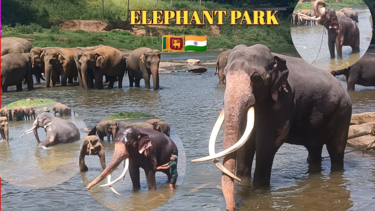 Incredible Big Tusker Bathing Moment | Wild Elephant at Pinnawala 🇱🇰