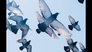 Download Lagu Patiala kabootar mukabla tournament new update MP3