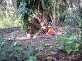 Ayam Hutan Pikat Jantan 4