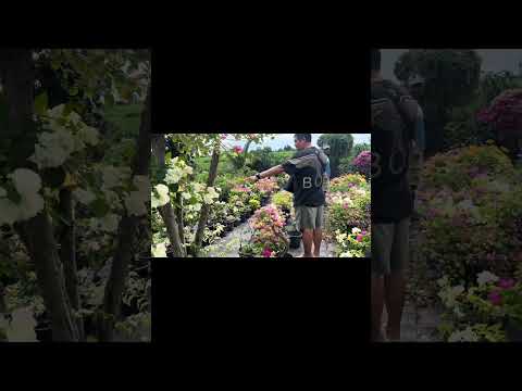 Naka 2x na balik sa Casa Batik! ( house of rare bougainvilleas) @TheFurmomTV