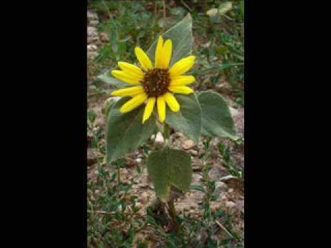 Larry and Kaylee - Little Sunflower