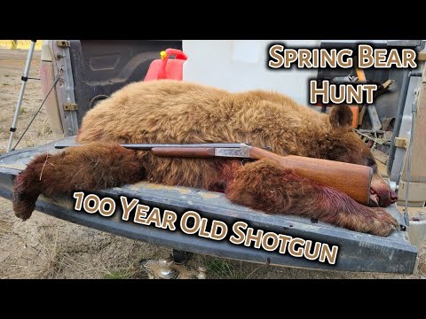 BC Spring Bear Hunt - 100 Year Old Shotgun - Spot and Stalk - Catch Clean  and Cook 