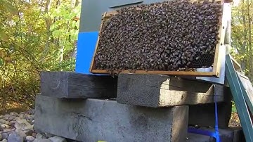 Episode 12, Part 2:  Counting Mites with the Alcohol Wash method