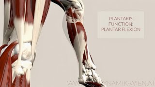 Plantaris Musclefunction: Plantar Flexion (3D Animation)