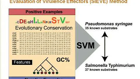 Discovery of a hidden sequence motif conserved in ...