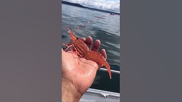 Washington State Spot Shrimp. Starts Again “May 2023” All You Need To Know Videos Coming Soon.