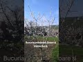 bucuria primăverii #bacau #primăvara #pomiinfloriti #soarele
