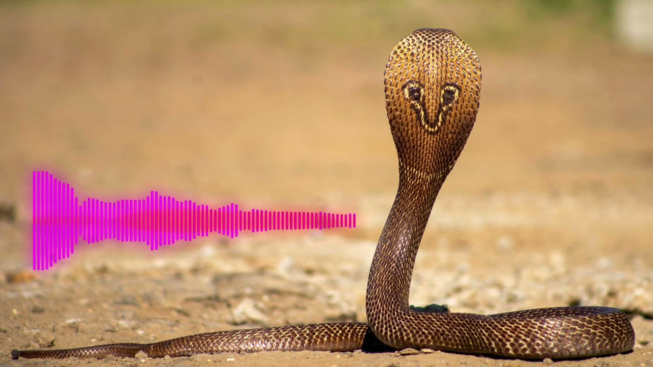 Digu digu naga song , veeramani songs 