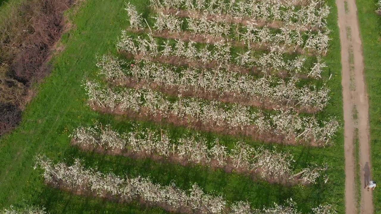 Dropcopter Pollinates Tree Crops