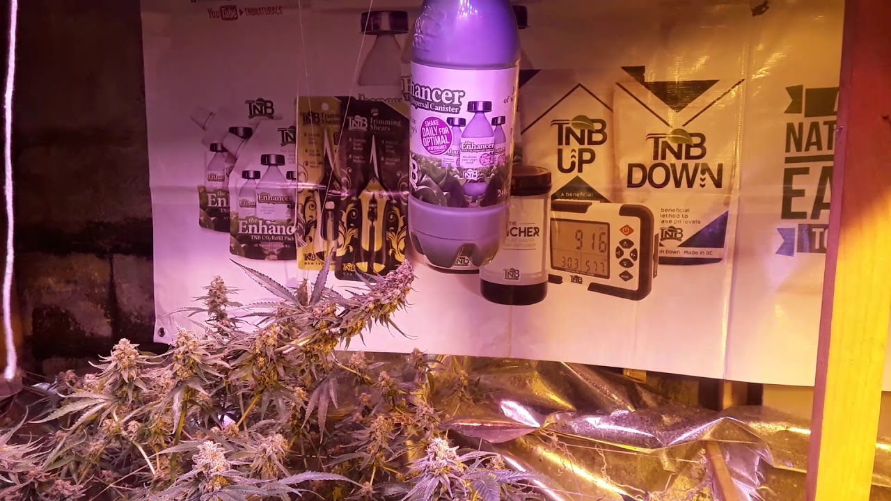 A look at the Garden Day 41 of flower and a quick look at the veg room