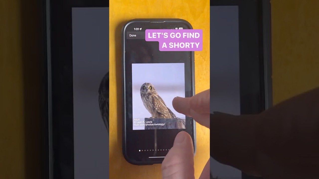 How to find Short Eared Owls