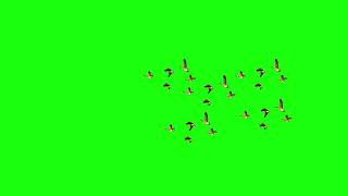 BIRD GREEN SCREEN ! #greenscreen @VfxKarki_ @vfxhd @vfxnaveed @GSA @GreenScreenBrasil