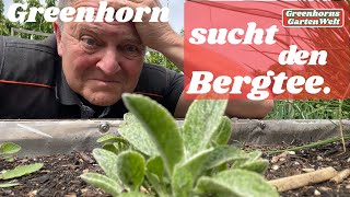 Greenhorn sucht den Bergtee – Folge 1: Der Tee, der nicht wachsen will! 🫖🌱