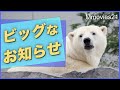 ついにホッキョクグマ「リラ」にお婿さん!? 旭山動物園からホクトがやってくる！