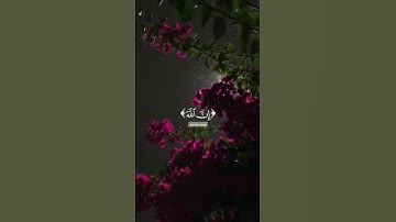 القرآن الكريم 💗💗 #video #اكسبلور #المصحف #قرآن #لايك #qraan #قران_كريم #دويتو #راحة_نفسية