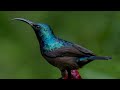 Masteran Gacor Utk Pikat Burung Kolibri Kelapa Suara Pancingan Kicau Suara Burung Liar Mp3 - Mp4 Download