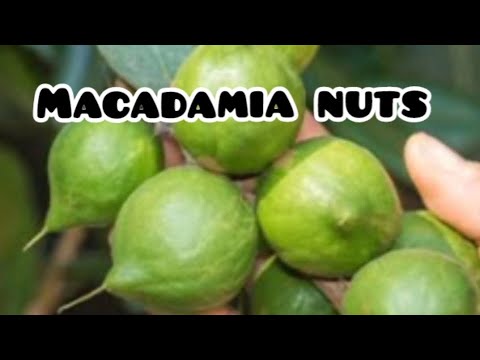 Macadamia Nuts: World's most expensive nut 🌰 - YouTube