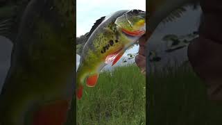 Peacock Bass on Wacky Worm