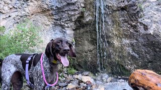 We Found Snow And A Waterfall During A Heatwave | German Shorthaired Pointer by Tundra The GSP 1,502 views 9 months ago 5 minutes, 2 seconds