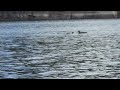 Loons in the boundary waters